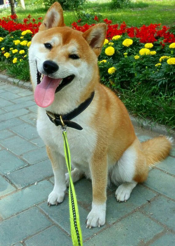 听人说秋田犬挺凶的,会不会咬人?柴犬是不是更