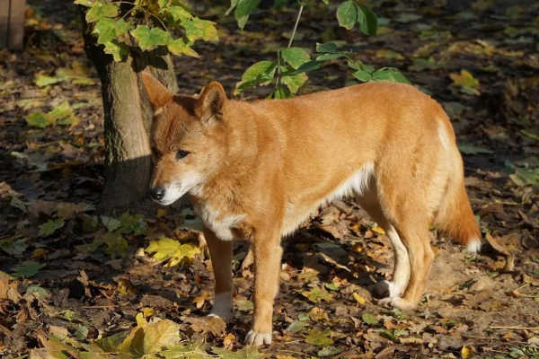 澳洲野狗和中华田园犬图片