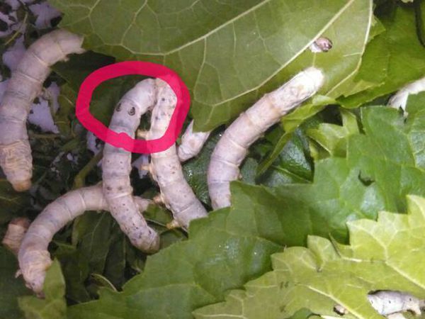 为什么我的蚕宝宝有一些都会有这种黑点