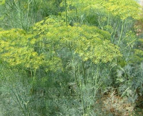 小茴香产地在呢