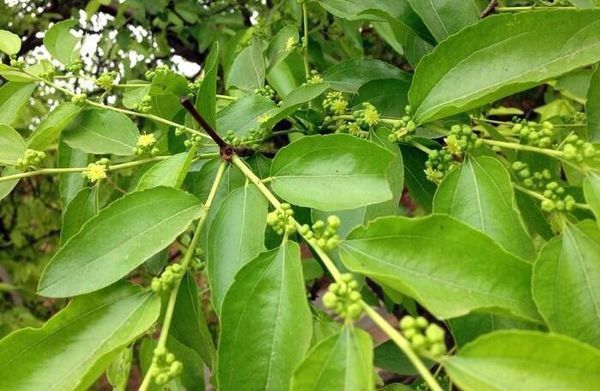 的形容是:叶卵形至卵状长椭圆形,先端钝尖,边缘有细锯齿,基生三出脉