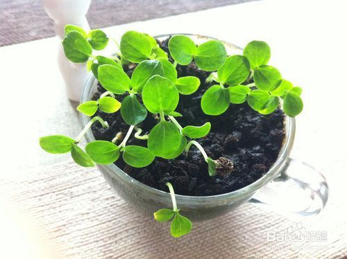 木瓜籽怎么种盆栽 商农网