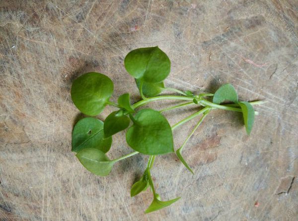 01.31 繁缕(拉丁学名:stellaria media (l.) cyr.