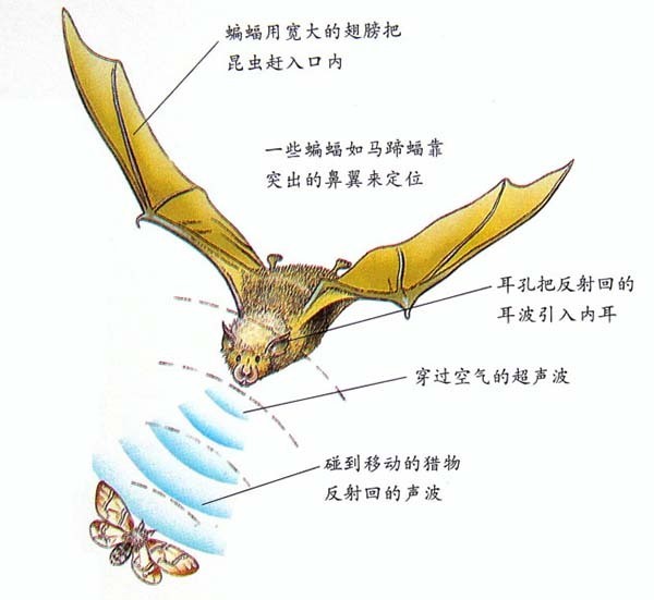 回声定位的应用