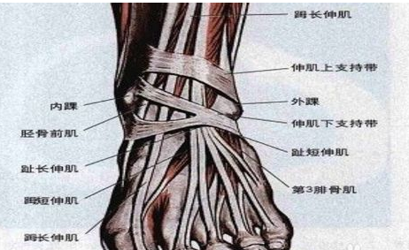一般来说运动鞋的大小怎么样才算合脚?