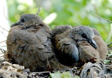 想要在家裡養一隻野生斑鳩要注意什麼地方?