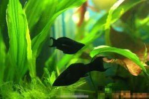 黑玛丽鱼可以和孔雀鱼混养吗?