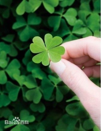 四叶草是什么样子的