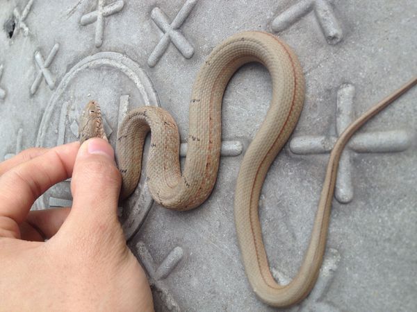 有人认识这个蛇吗?