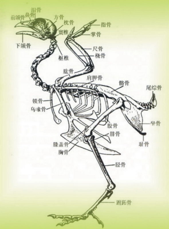 初中生物鸡翅解剖图片