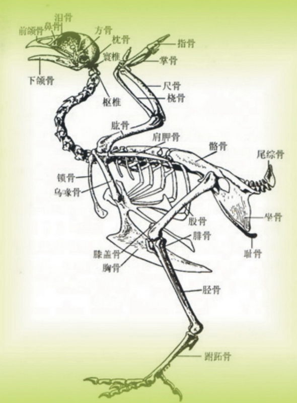 鸡翅的部位图解图片