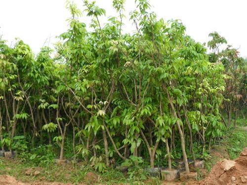 湖南可以种植龙眼树?