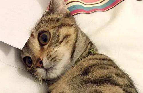 猫咪:我的小鱼干没了,绝望!