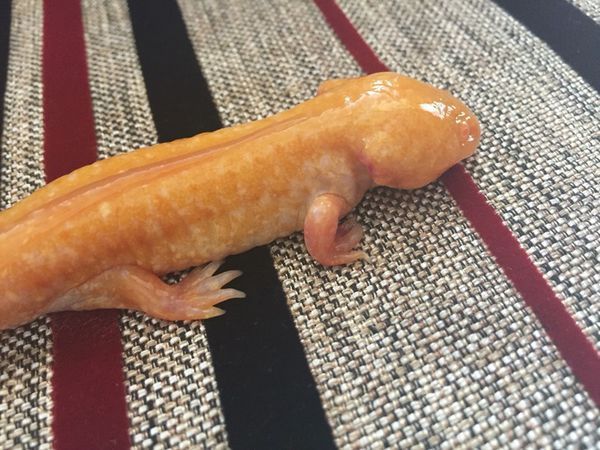 求问这是蝾螈还是娃娃鱼?是常见的还是稀有的?