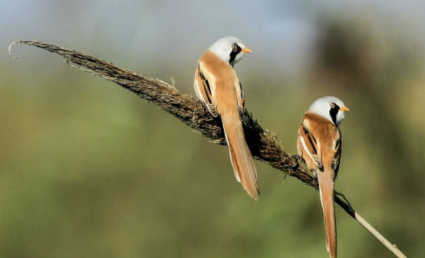 bird英語單詞怎麼讀