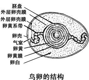 在鸟卵的结构中