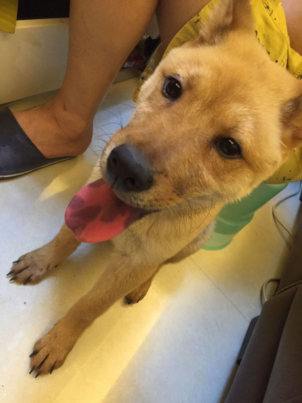 为什么我家狗狗4个月大了掉毛掉的好厉害?狗