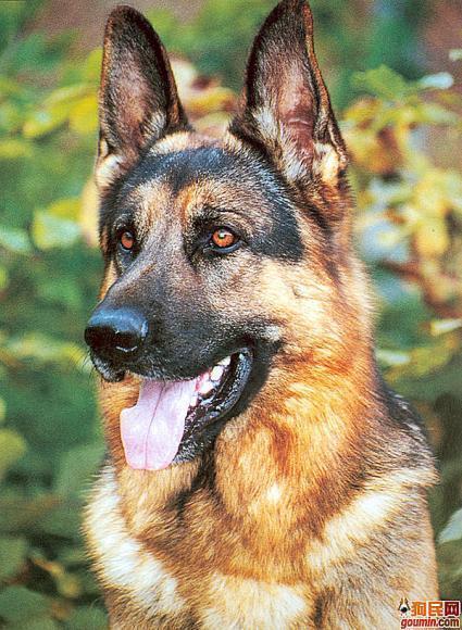 狗的所有品种 最好带上图片