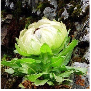 天山雪莲和雪莲花是同一种植物吗他们是属于同一株植