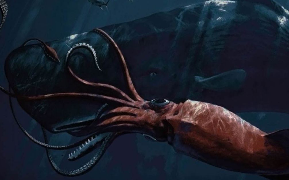 大王乌贼十几米长,世上真的有吗【怪兽热线】