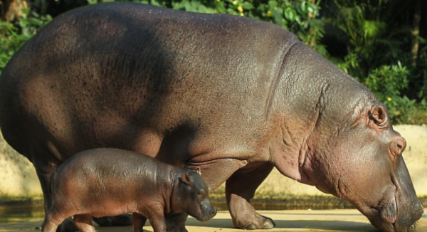 大象和河马哪个的体重大?