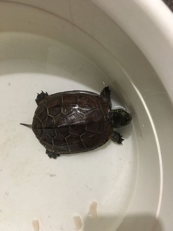 我家乌龟不吃东西怎么办?乌龟是我昨天从河里