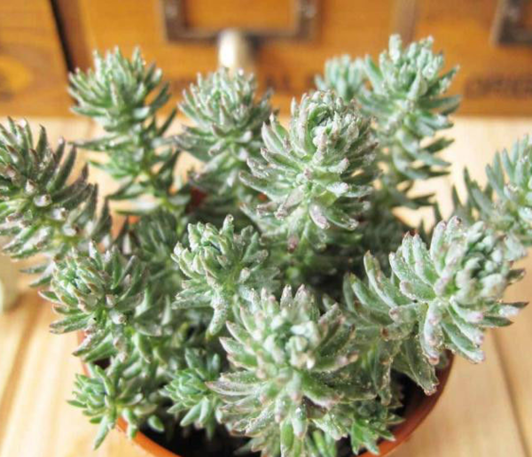 塔松为景天科景天属的多肉植物(多浆植物),非常适合做庭院的地被.