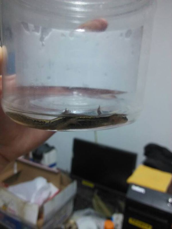 这是什么,小鲵或者蝾螈?肚子是黄黑的,尾巴跟