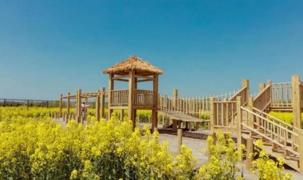 封丘油菜花景区位置在哪
