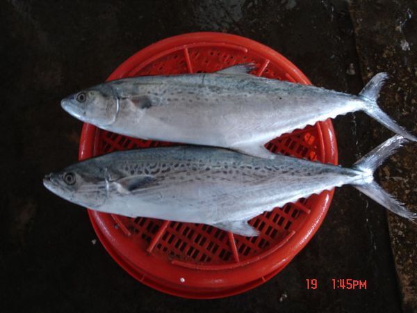 您好,请问这是什么鱼?