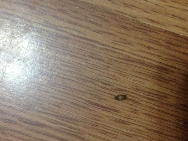rt,就是这种小虫子 我家是木床 今天发现有许多这样的虫