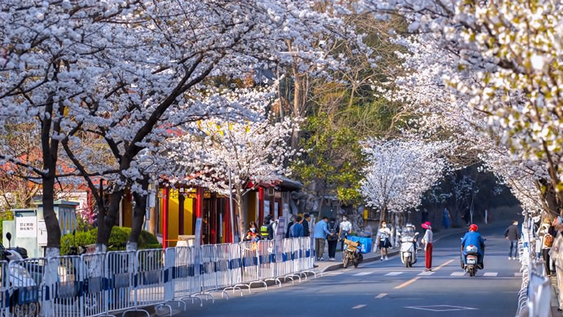 [图]风起花如雪!南京吹落满城樱花雨