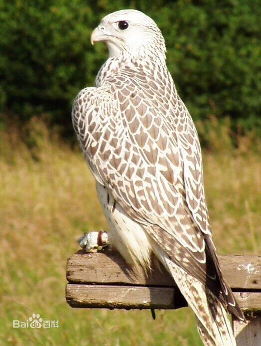 鹘鹰是什么 鸟