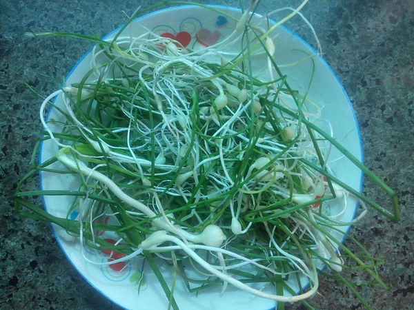 翟蒜的学名是什么(像洋葱不过比洋葱小,蒜头只有黄豆粒那么大,可入药)