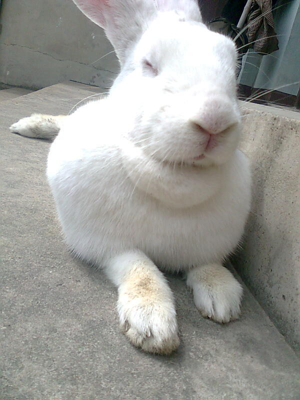 求一张白色兔子嘴巴正面图(必须闭着的) 以前在QQ订阅的邮件看到过