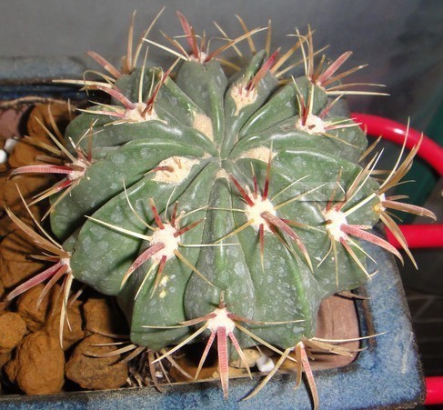 弯刺的仙人球叫什么名字啊?