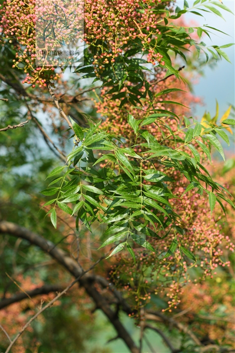 花黑坠,果实小如花椒成熟后是青色的.