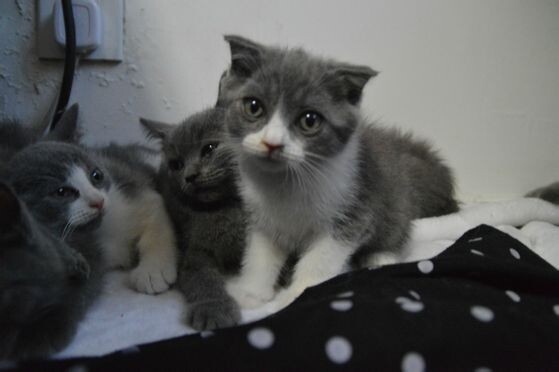 我家的猫是尴尬期了吗 三个月 为什么长得不像