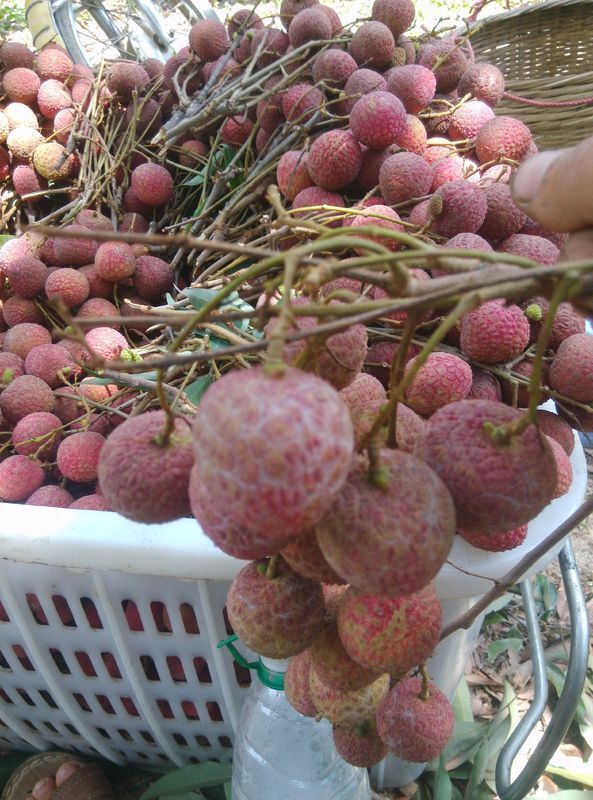 为什么荔枝表面有一层白霉 小果看不出来随着荔枝越大白霉越多 最后被