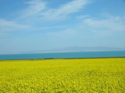 青海小调折牡丹普曲