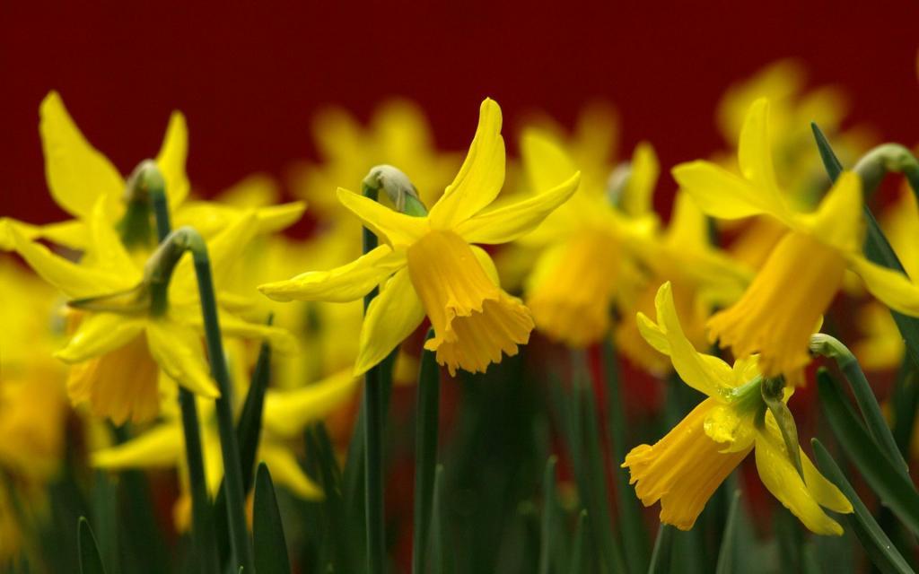 水仙花花语自恋电脑壁纸[图5]