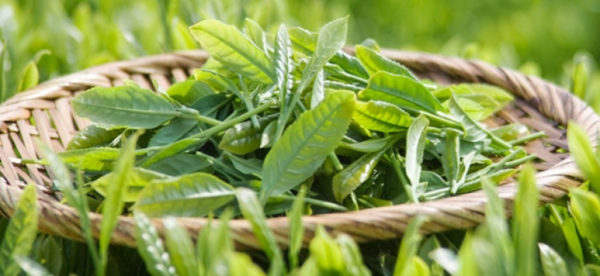 天涯明月刀鹤冲天是什么茶