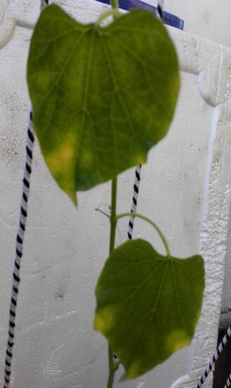 葫芦叶子变黄?求助!