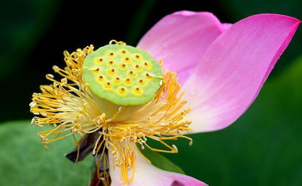 白莲蓬须是什么样子的?