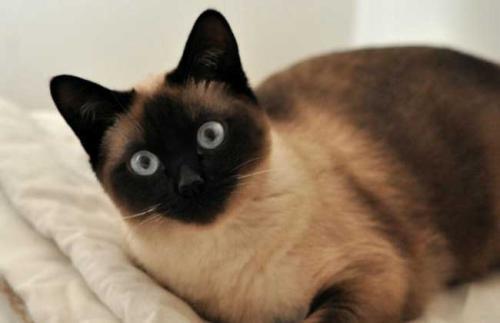 都说猫的反应是蛇的7倍,是真的吗?