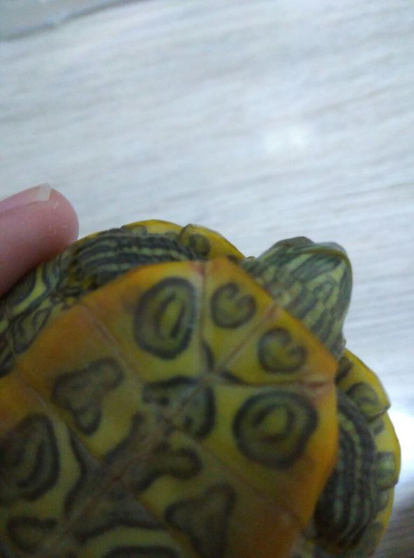 刚买一天的小乌龟,眼睛有点泛白,脖子上有像烂