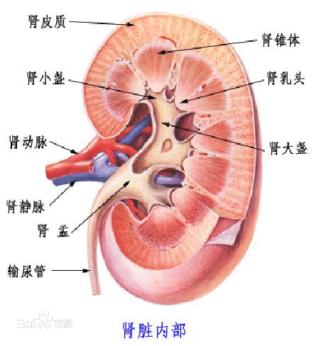 右肾在什么位置