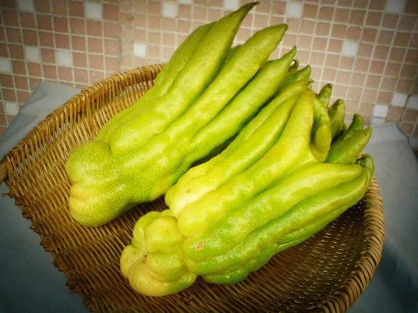 佛手瓜是一种葫芦科佛手瓜属植物,原产于墨西哥,中美洲和西印度群岛