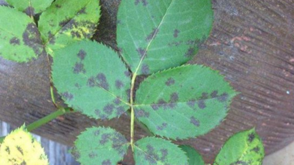 月季花的黑斑病怎么治?