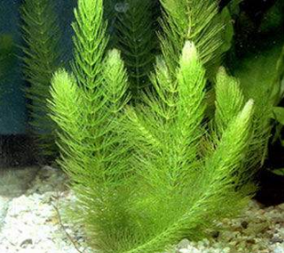 水葫芦是什么?金鱼藻是什么